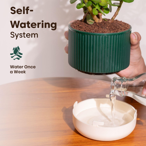 Kyari Good Luck Jade Plant with Green Self Watering Pot - Image 2