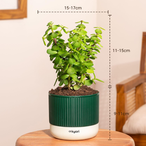 Kyari Good Luck Jade Plant with Green Self Watering Pot - Image 3